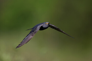 Common cuckoo (Cuculus canorus)