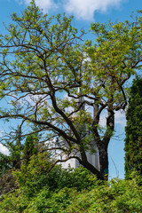 trees in the blue sky with white clouds in the sunny day. Clear weather