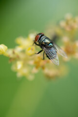 Close up view of bluebottle fly