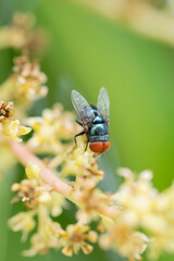 Close up view of bluebottle fly