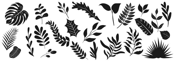Silhouettes of tropical palm leaves isolated on white background. Exotic plants leaves set. Black leaves palm, fan palm, banana leaves. Nature leaves collection. Vector illustration. Jungle leaves. © Oksana Kalashnykova