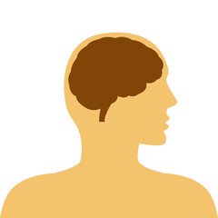 Vector illustration of human brain on transparent background