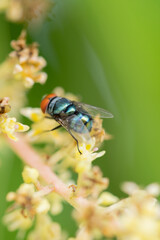 Close up view of bluebottle fly