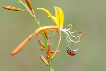  Macro shots, Beautiful nature scene.  Beautiful ladybug on leaf defocused background © blackdiamond67