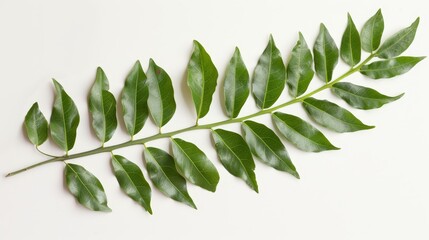 Fresh curry leaves isolated on white background.