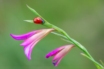 Macro shots, Beautiful nature scene.  Beautiful ladybug on leaf defocused background