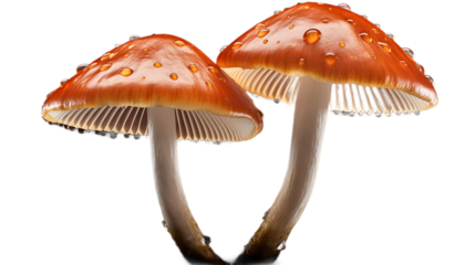 A pair of mushrooms with a Transparent background.