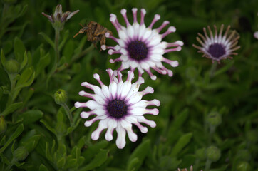 Beautiful and colorful white and purple flower in South Africa