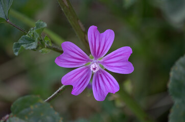 Beautiful and colorful violet / purple common mallow (Malva sylvestris) flower, Spain