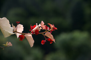 Beautiful and colorful red flower, South Africa