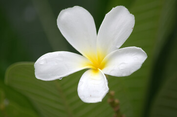 Beautiful and colorful white/ yellow flower, Thailand