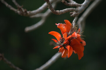 Beautiful and colorful red / orange flower, South Africa