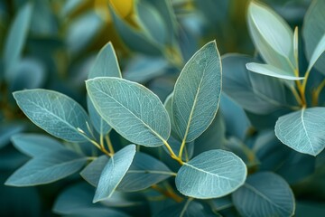 Obraz premium Eucalyptus Tree Grove: Blue-green leaves with a distinctive aroma. 