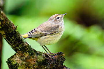 Sunlit Palm Warbler singing in the Florida swamp.