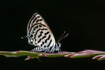 Tarucus balkanicus – little tiger blue butterfly