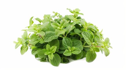 Obraz premium Fresh oregano bunch isolated on white background. Oregano leaves are widely used in Mediterranean cooking, can be dried or used fresh.