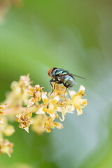 Close up view of bluebottle fly