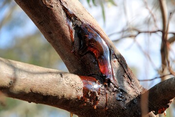 Close-up of gum exuding from Acacia tree branch due to stress, South Australia