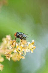 Close up view of bluebottle fly