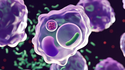 Macrophages: type of white blood cell of the immune system that engulf and digest pathogens, 
such as cancer cells, microbes, cellular debris