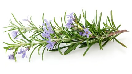 Fresh rosemary herb isolated on white background