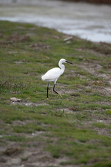 oiseau, oiseau blanc ,grand bec, oiseau grande pâte, nature, 