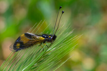 The owlfly (Libelloides macaronius) in a natural habitat