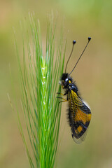 The owlfly (Libelloides macaronius) in a natural habitat