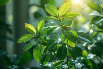 Obraz premium Ficus Tree in a Conservatory: Indoor tree with glossy leaves.