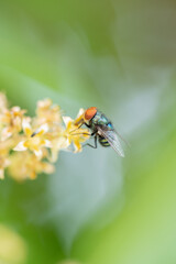 Close up view of bluebottle fly