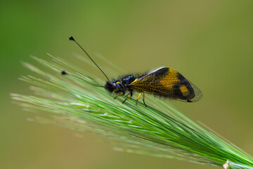 The owlfly (Libelloides macaronius) in a natural habitat