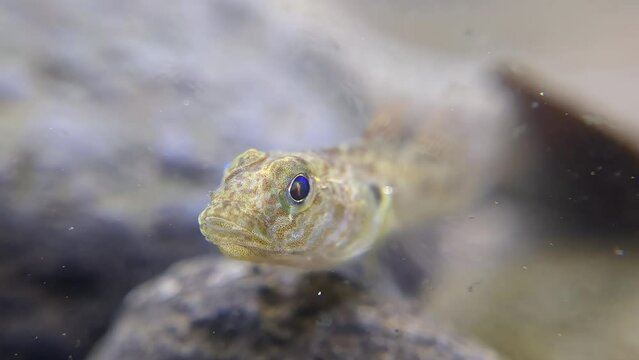 Underwater macro video of two Rhino Goby fighting around gravel