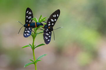 nine-spotted moth sitting on green leaf. Yellow belted burnet Amata phegea, formerly Syntomis phegea. Nine-spotted moth. Amata nigricornis. pair of butterflies copulate in the forest. Wild insects