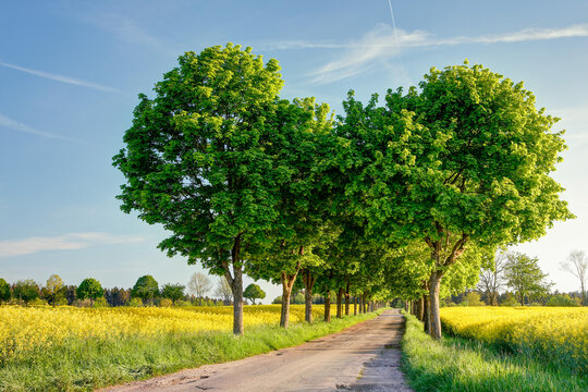 Among glowing rapeseed fields runs a tree-lined avenue, its green canopy harmoniously contrasting with the golden sea of blossoms. An idyllic scene of nature. - Powered by Adobe