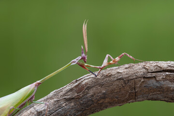 Close up of pair of Beautiful European mantis ( Mantis religiosa )
