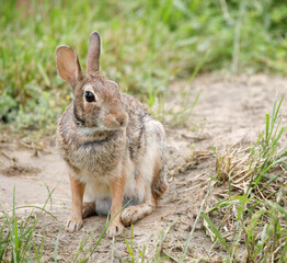 rabbit in a meadow