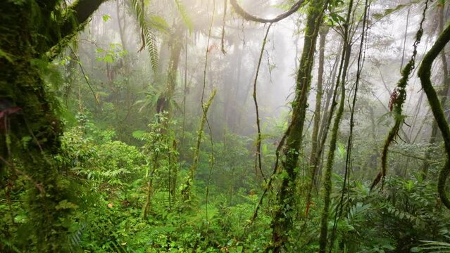 Moss covered trees in jungle mossy forest, Cameron Highlands, Malaysia. Misty magical green rain forest, gimbal shot, 4K