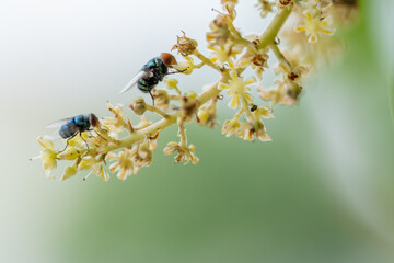 Close up view of bluebottle fly