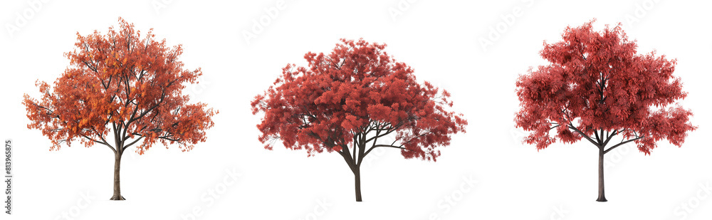 Poster collection of brown tree with red leaves isolated on transparent or white background.3d rendering