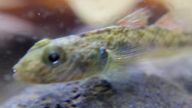 Underwater macro video of Rhino Goby fish swimming around river gravel