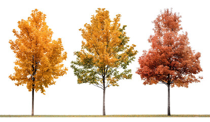 Sage green mustard yellow and burnt orange autumn tree isolated on transparent or white background. 3d rendering