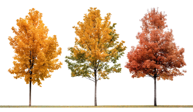 Sage green mustard yellow and burnt orange autumn tree isolated on transparent or white background. 3d rendering