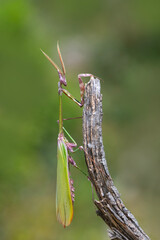Close up of pair of Beautiful European mantis ( Mantis religiosa )