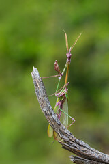 Close up of pair of Beautiful European mantis ( Mantis religiosa )