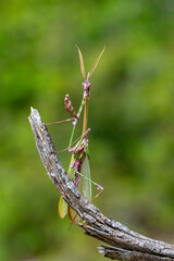Close up of pair of Beautiful European mantis ( Mantis religiosa )