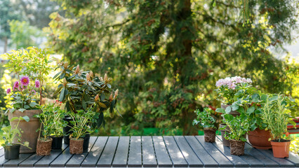Azalea, dahlia, chrysanthemums and other flowers in clay pots situated on a wooden table in garden