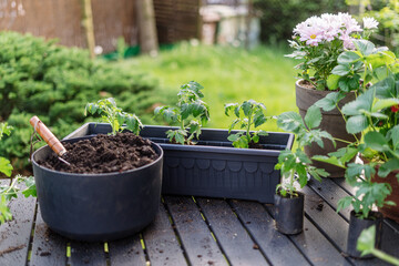 Different green plants, flowers and tomato seedlings in container with fertilized soil