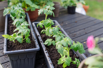 Green seedlings of small tomato in the plastic balcony or greenhouse pot