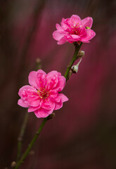 Peach blossom