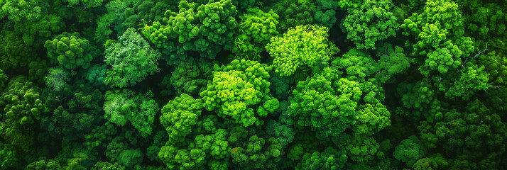 Aerial view of a dense, lush green forest canopy showing varying shades of green and tree textures.